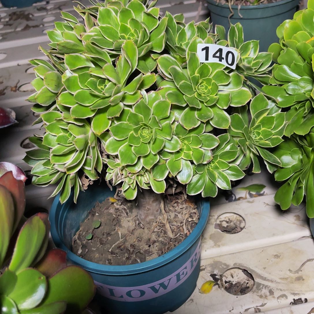 大叶法师3–15包邮法师