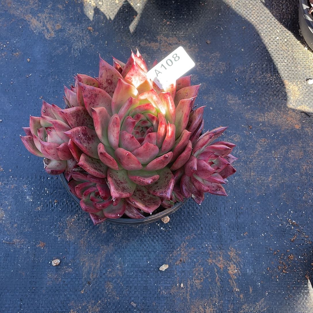 若如东云单拍A108