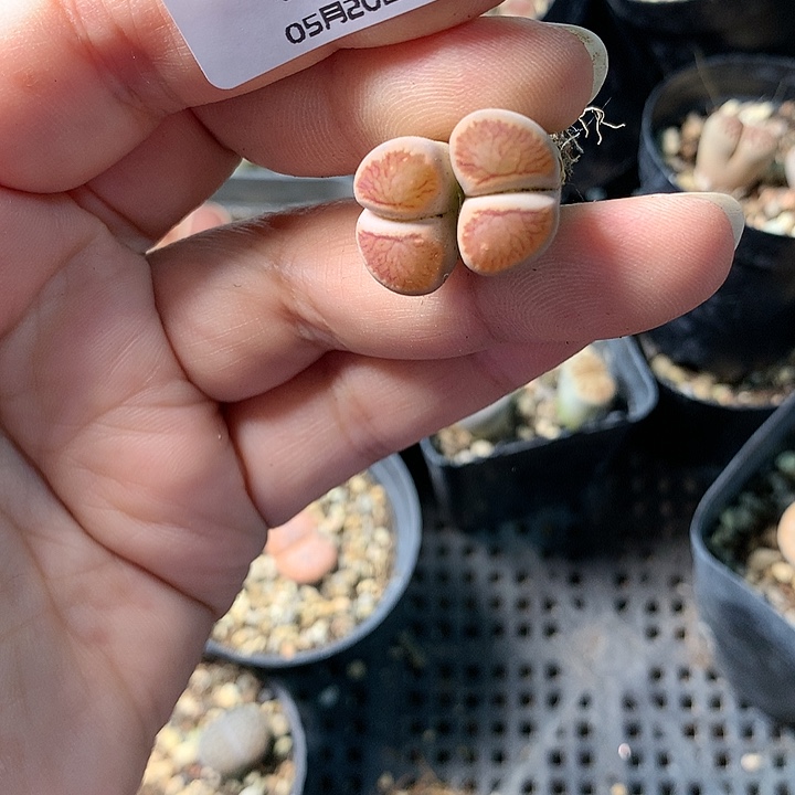 B245多肉植物保护研究所