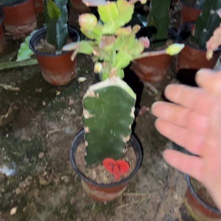 浮***千当前无花栽培后可以开花白重瓣93