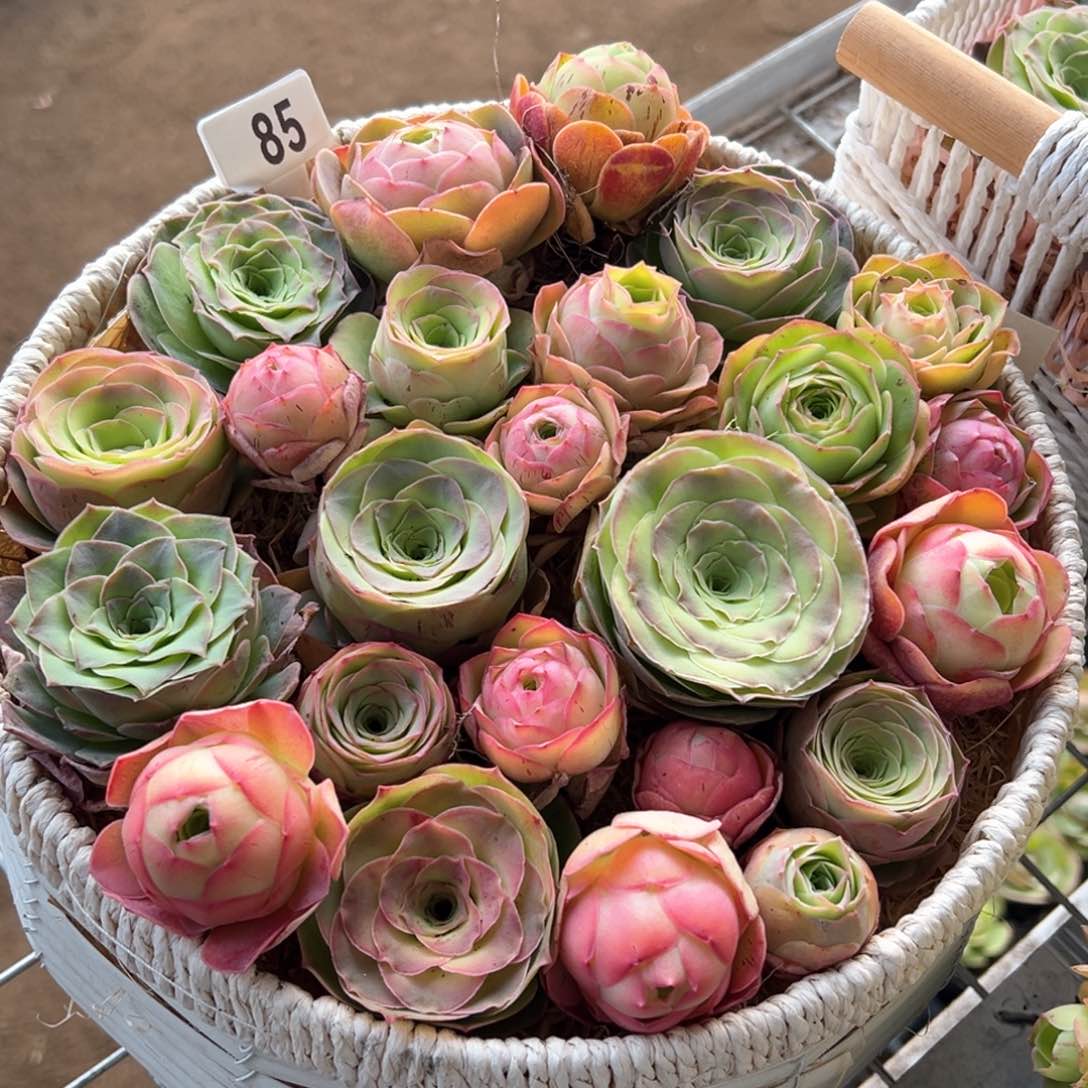 山地玫瑰花篮85组合