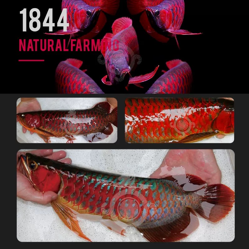 【原生态纯正血统】龙乐园甄选金龙红龙鱼活体观赏鱼*