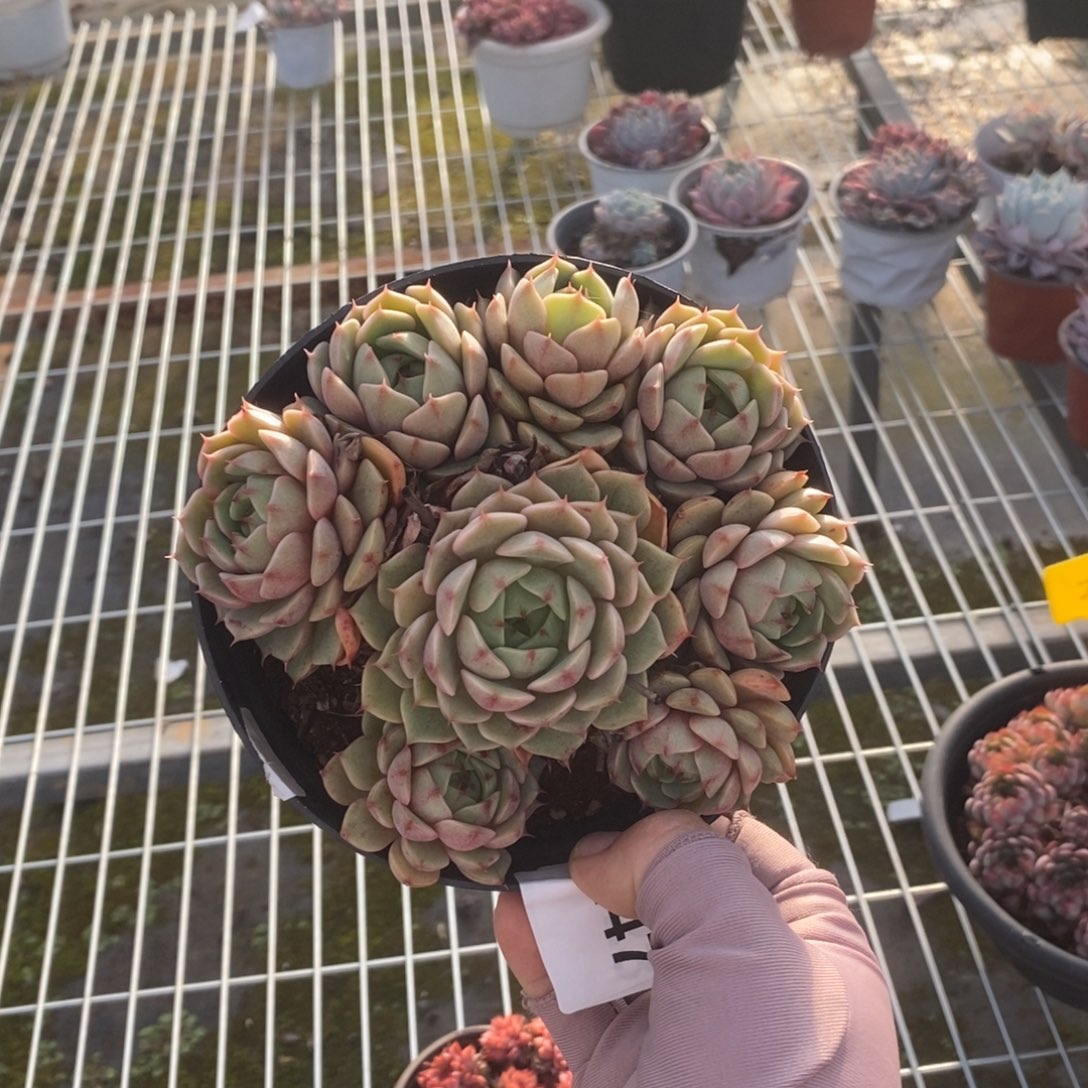 447笨吧蒂斯一物一拍