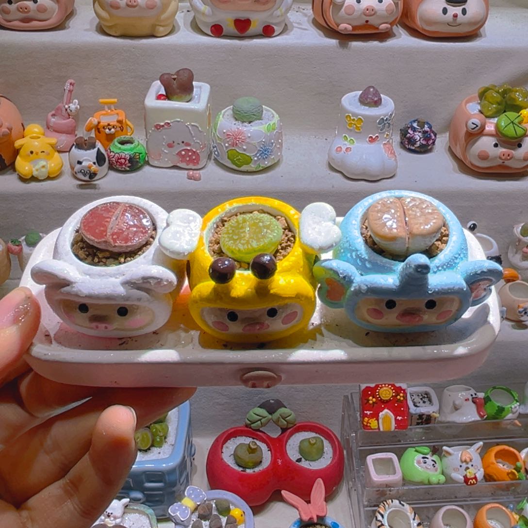 015高端多肉带盆土一套48