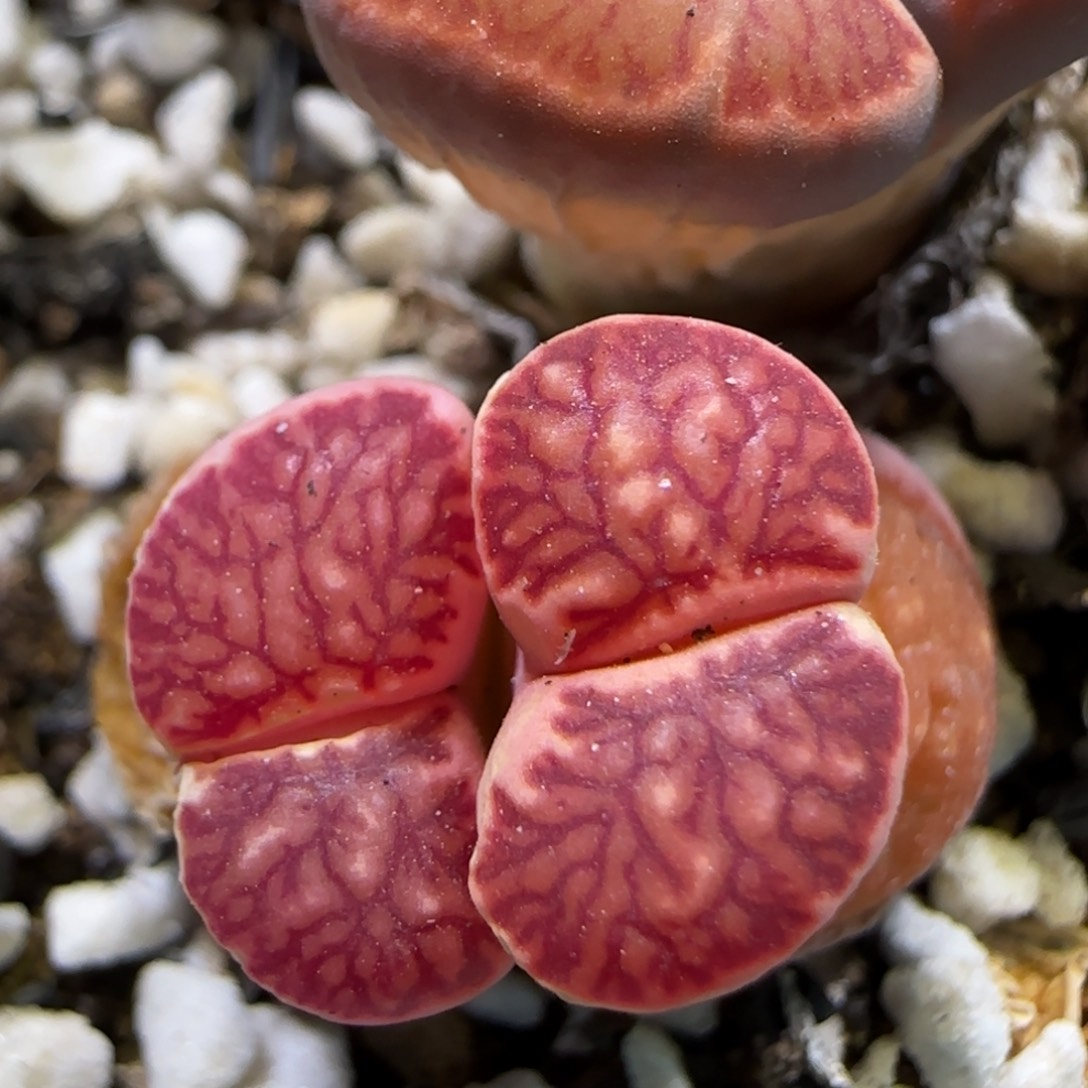 3.28辛然园艺7年母本红窗菊有伤7024