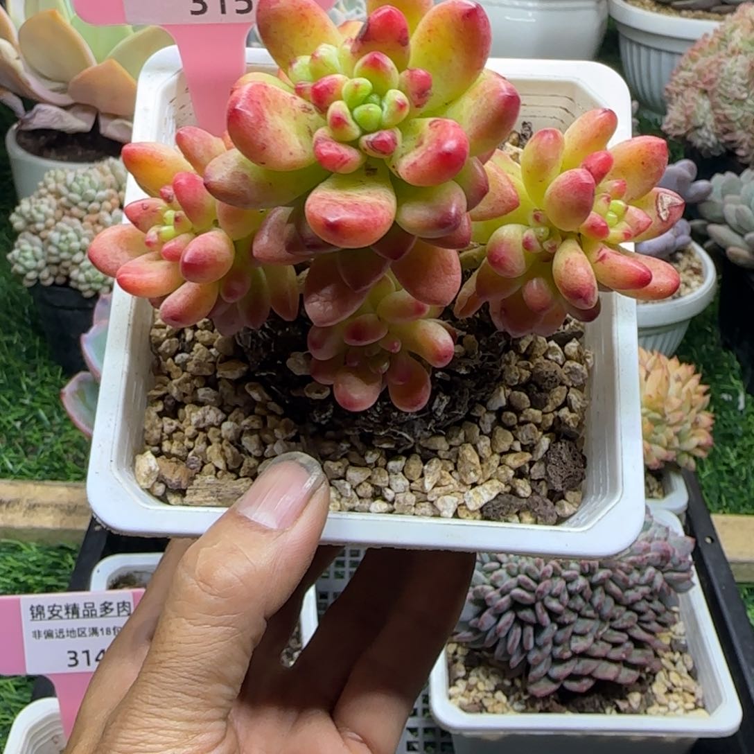 锦安精品多肉植物315