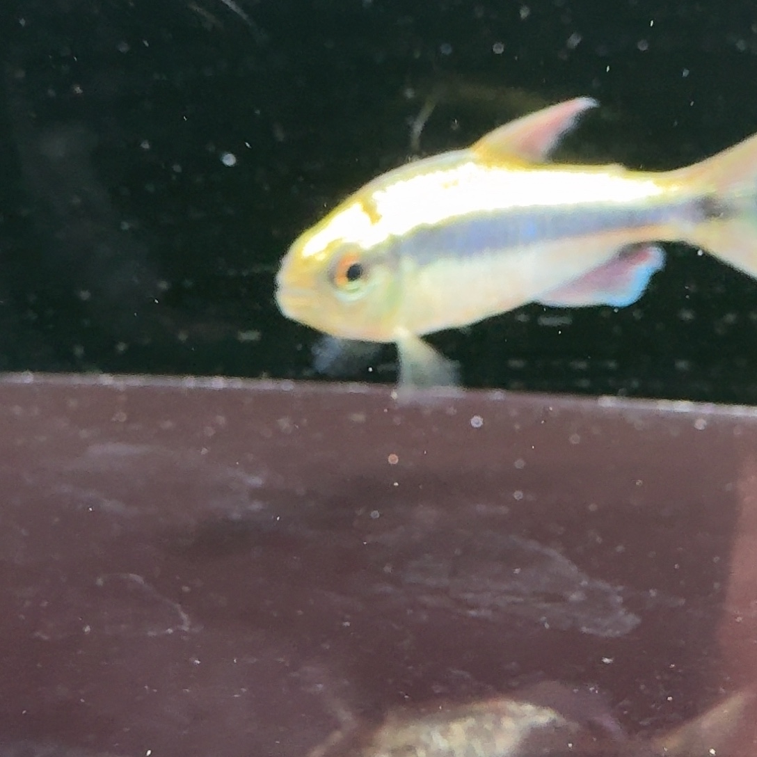 灯科鱼一黑点白金柠檬