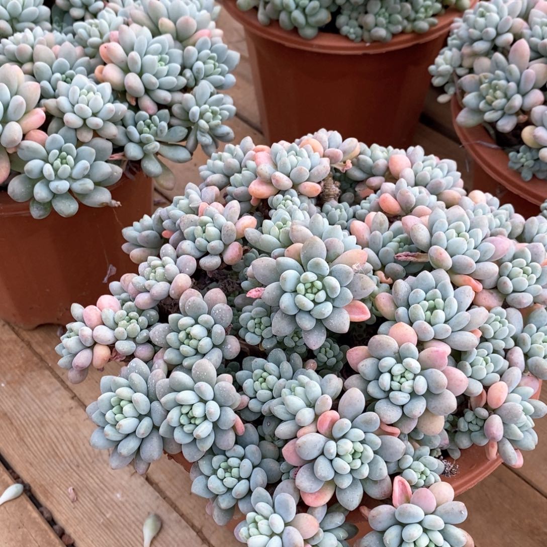 114洛可可大群 福利多多