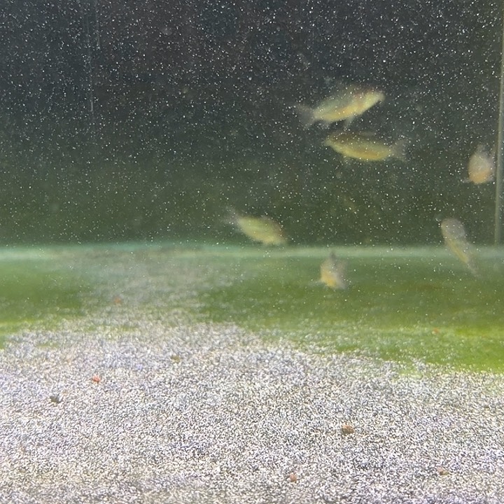 鼠鱼3只爆花精品葛衣 不包邮