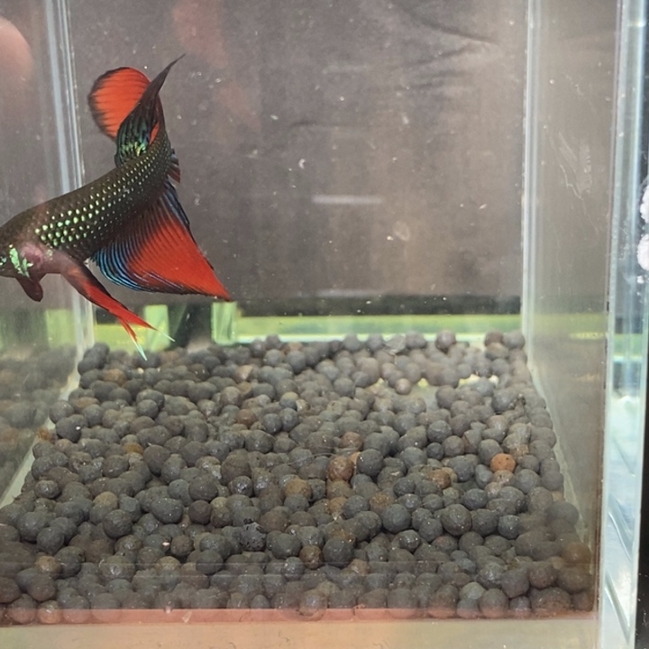 斗鱼泰国斗鱼314号