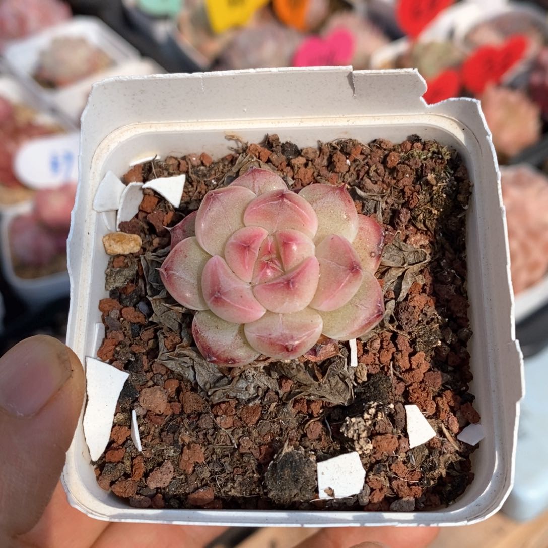 精品多肉一物一拍不包整57