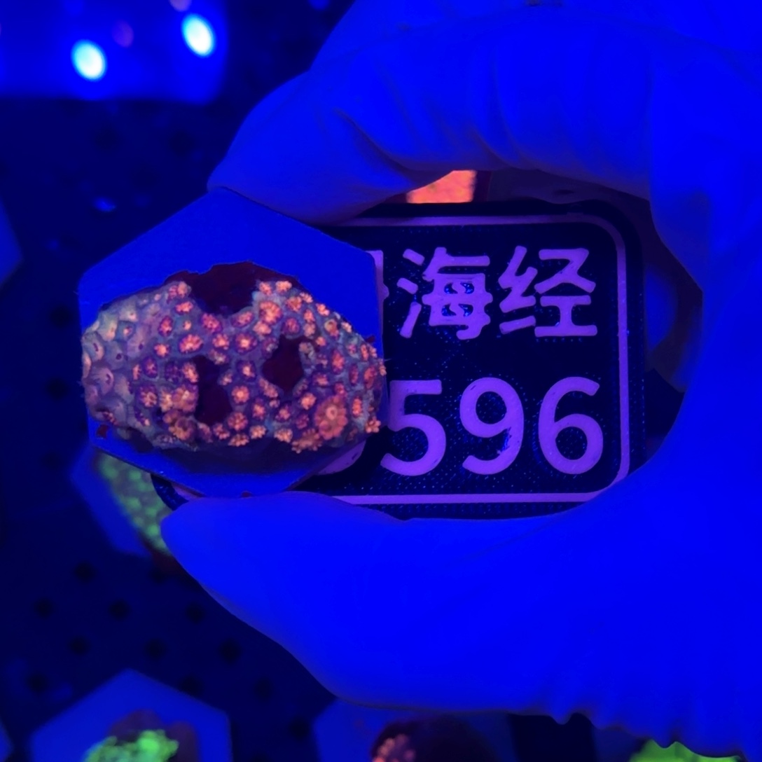 钟***明纽扣珊瑚又又不包邮澳彩原石D596