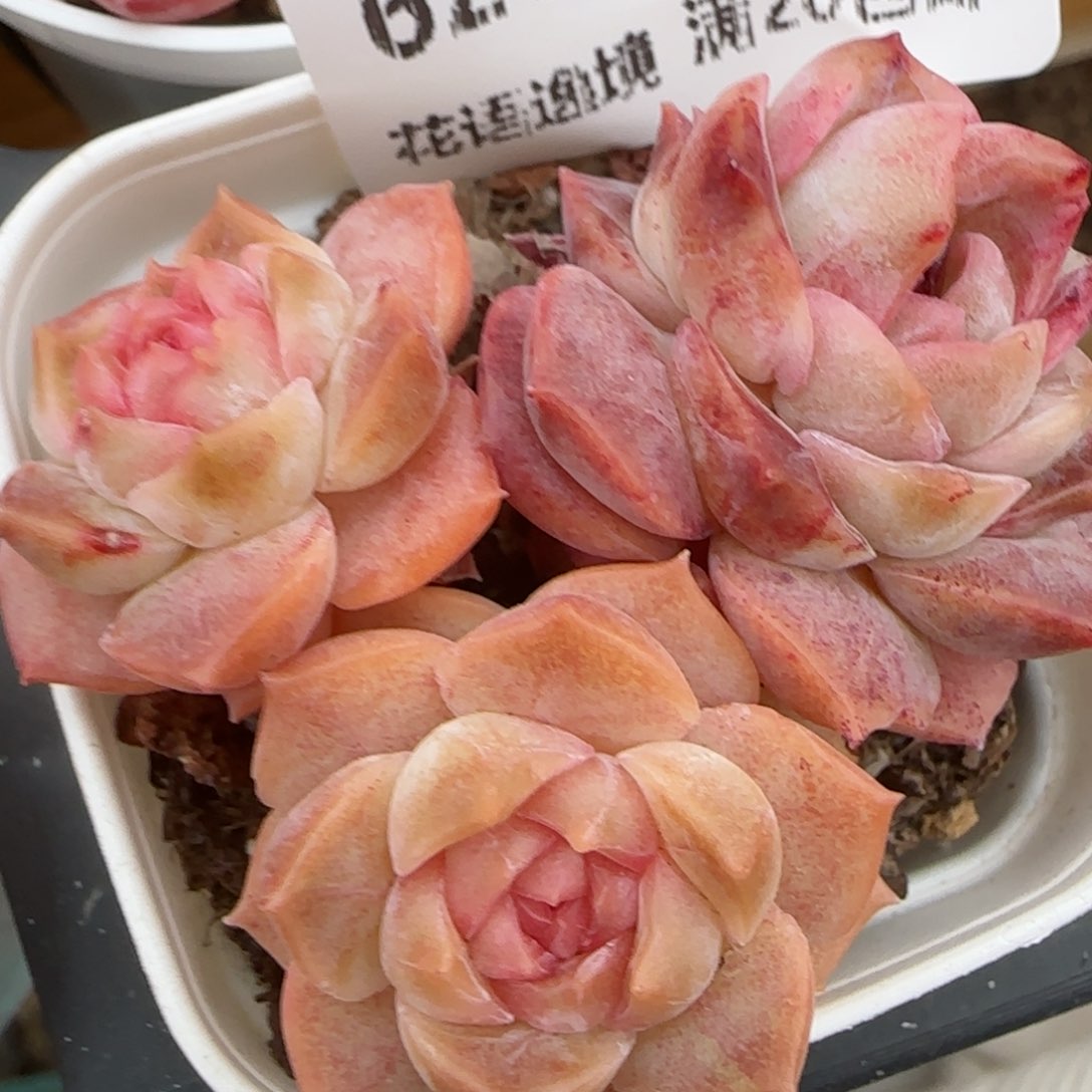 花语逸镜0207-620