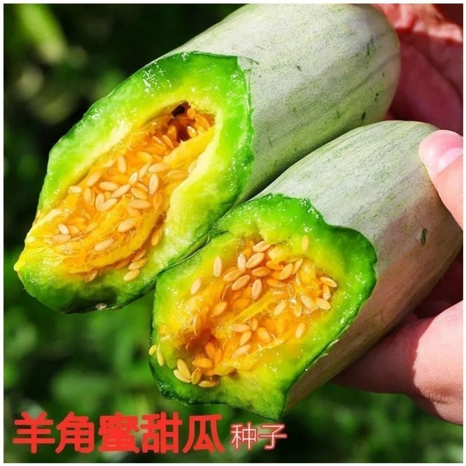 羊角蜜甜酥脆香甜羊角脆瓜种子