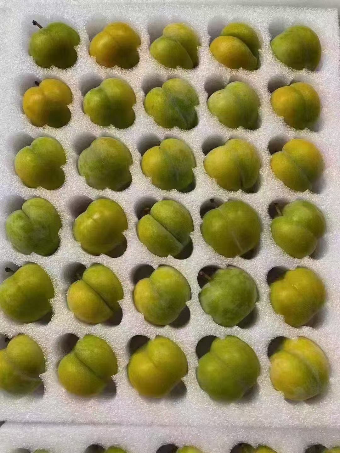 贵州镇宁六马正宗蜂糖四月李新鲜现摘现发脆甜多汁水果