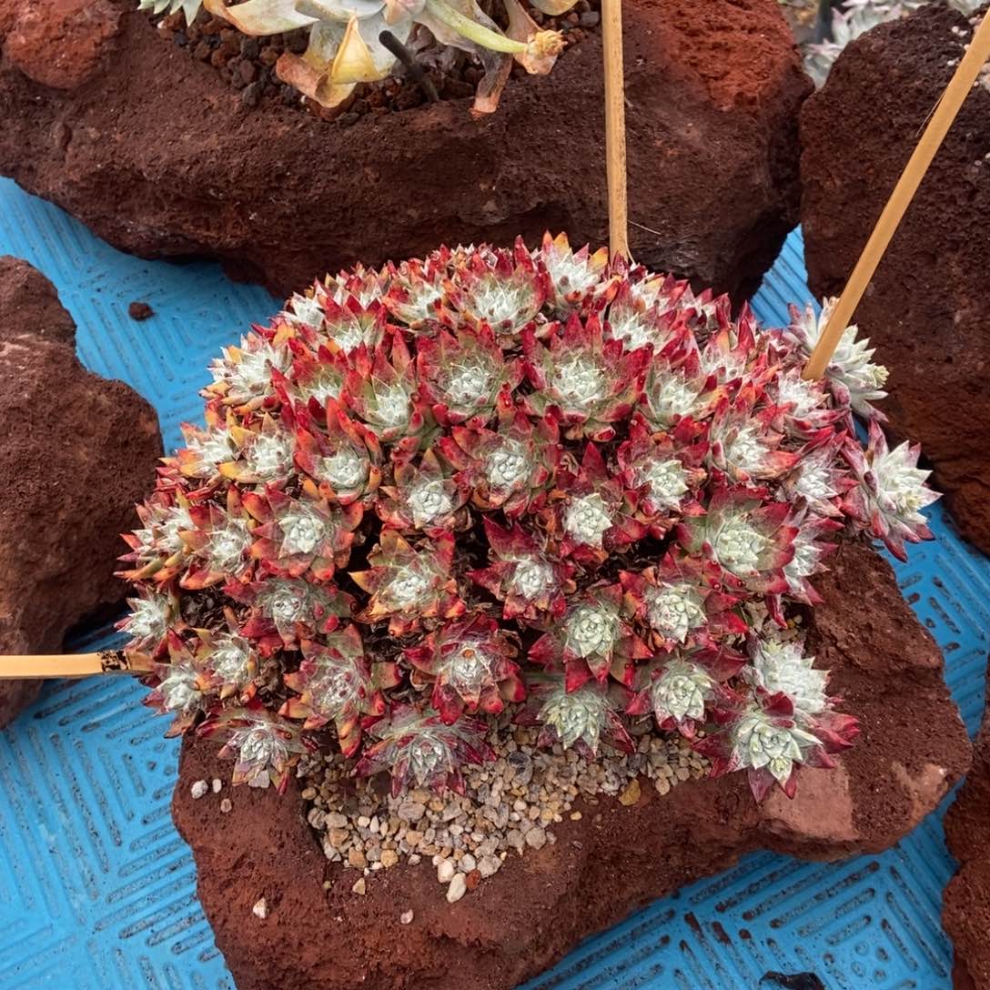 白雪多肉植物啦啦啦