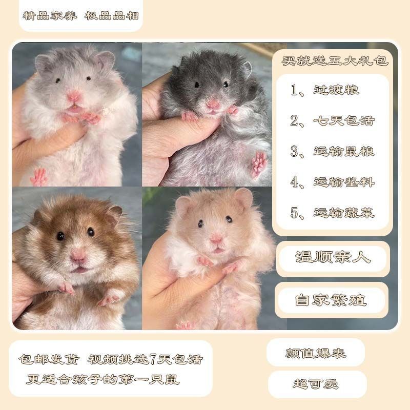 家养温顺可爱易上手的长毛短毛金丝熊仓鼠宠物波利