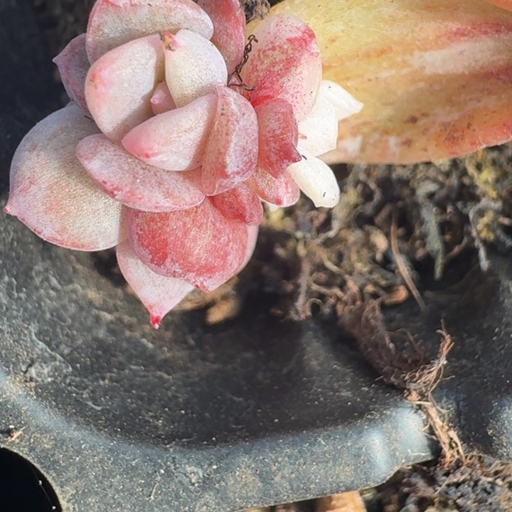 冰月亮锦一物一拍