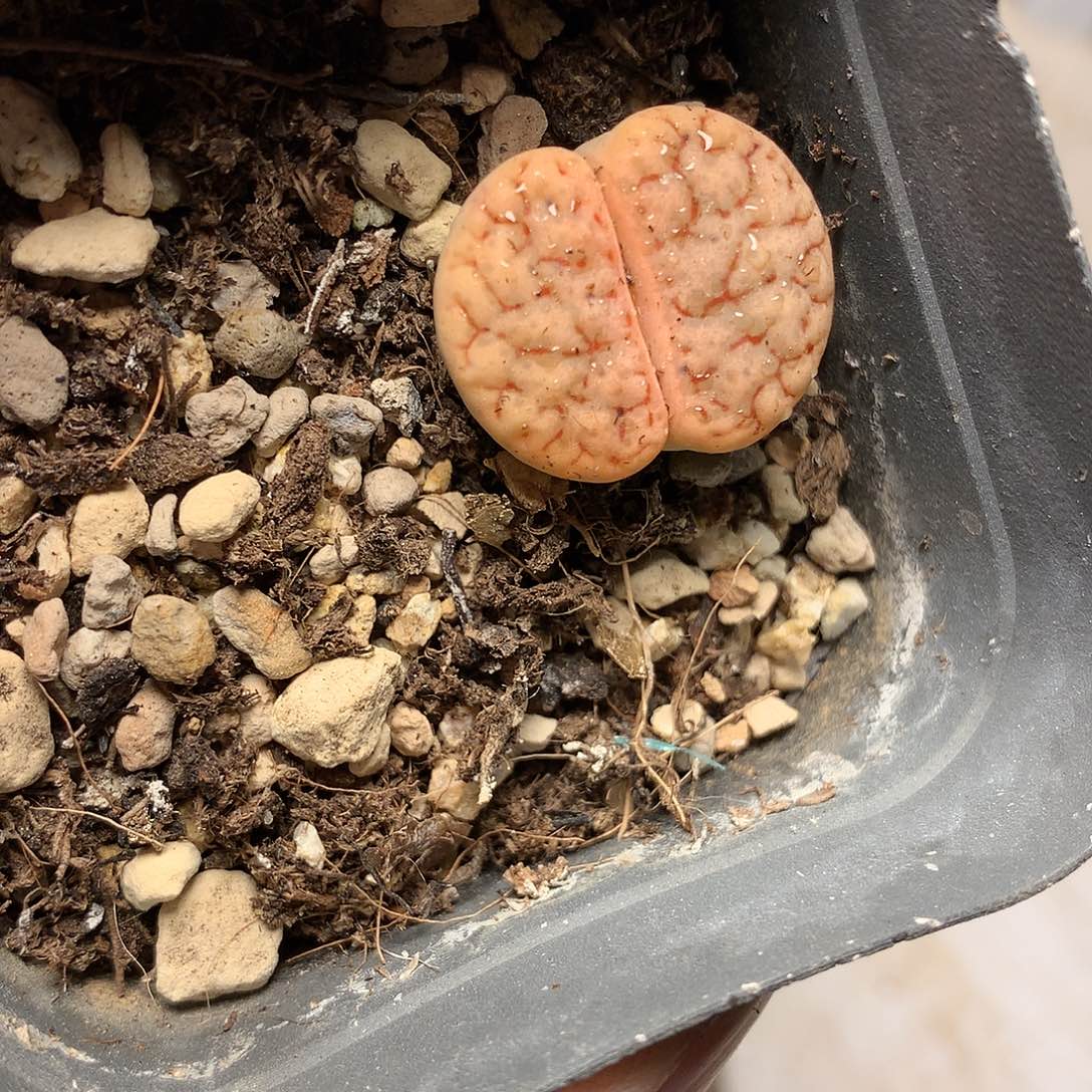 A343多肉植物保护研究所