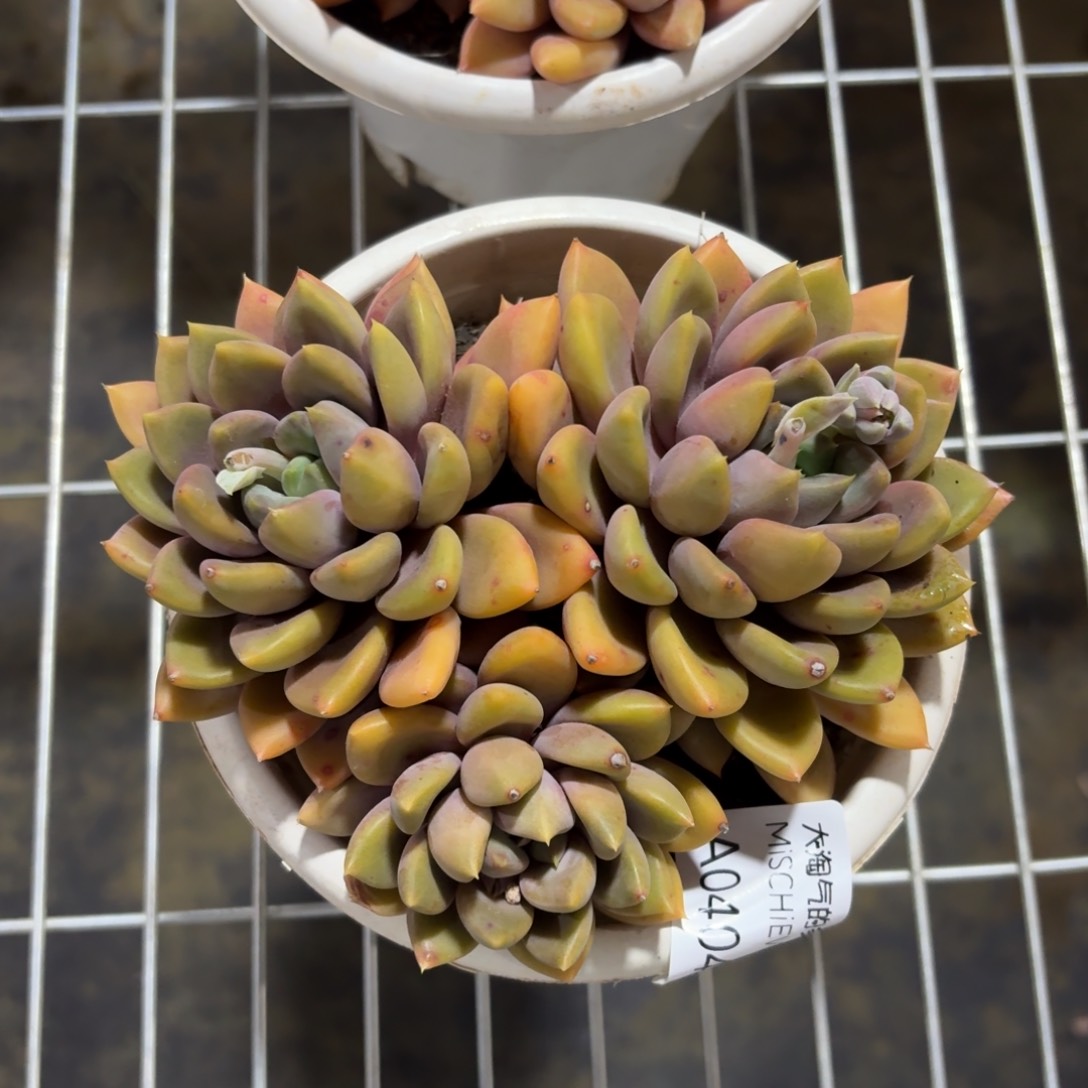 黄金象牙一物一拍4041