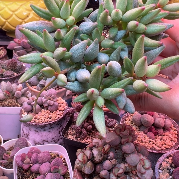 可***爱吉祥如意的一天从早上开始