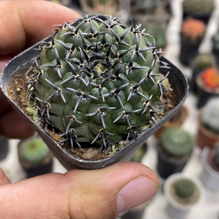 实生黑刺凤头特价福利
