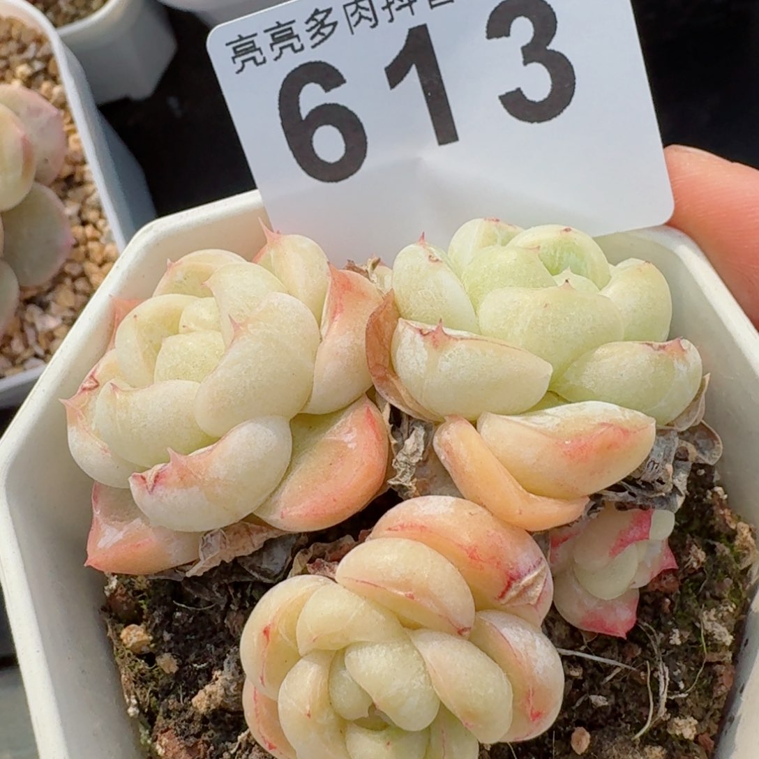 胖虎         精品多肉