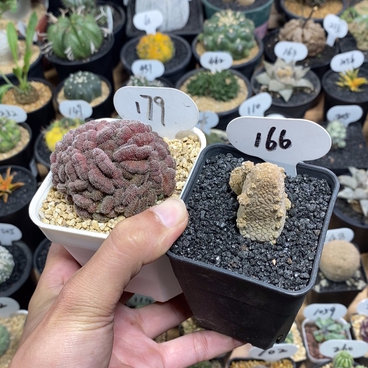 小**儿专拍179和166号
