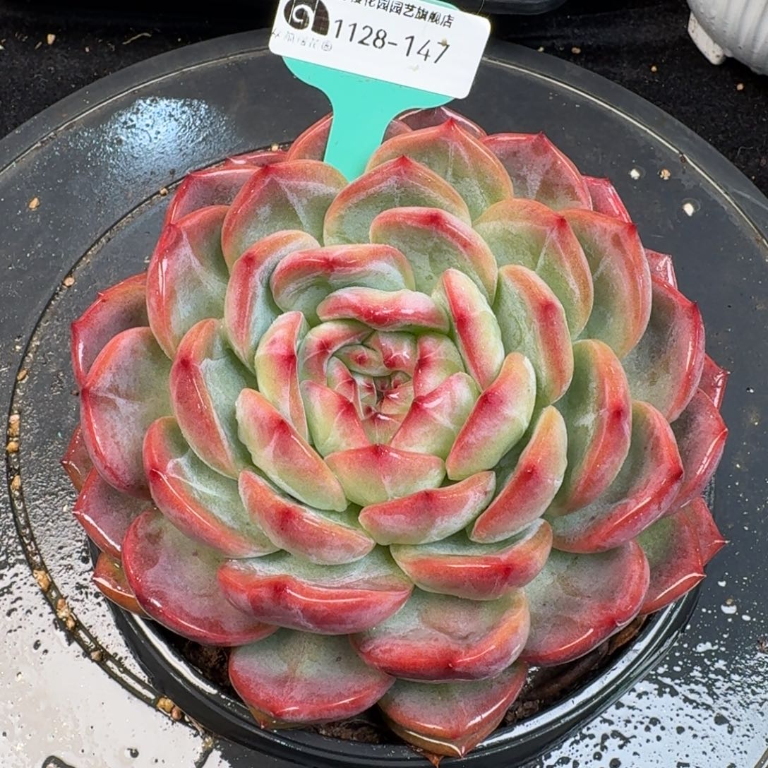 从前慢多肉精选编号1128.147