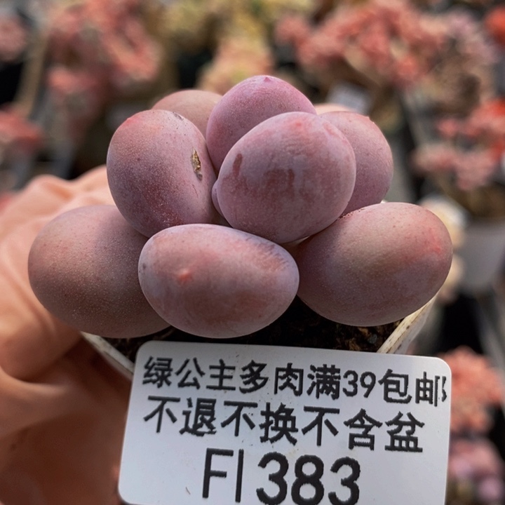 蛋黄奶单头383多肉植物