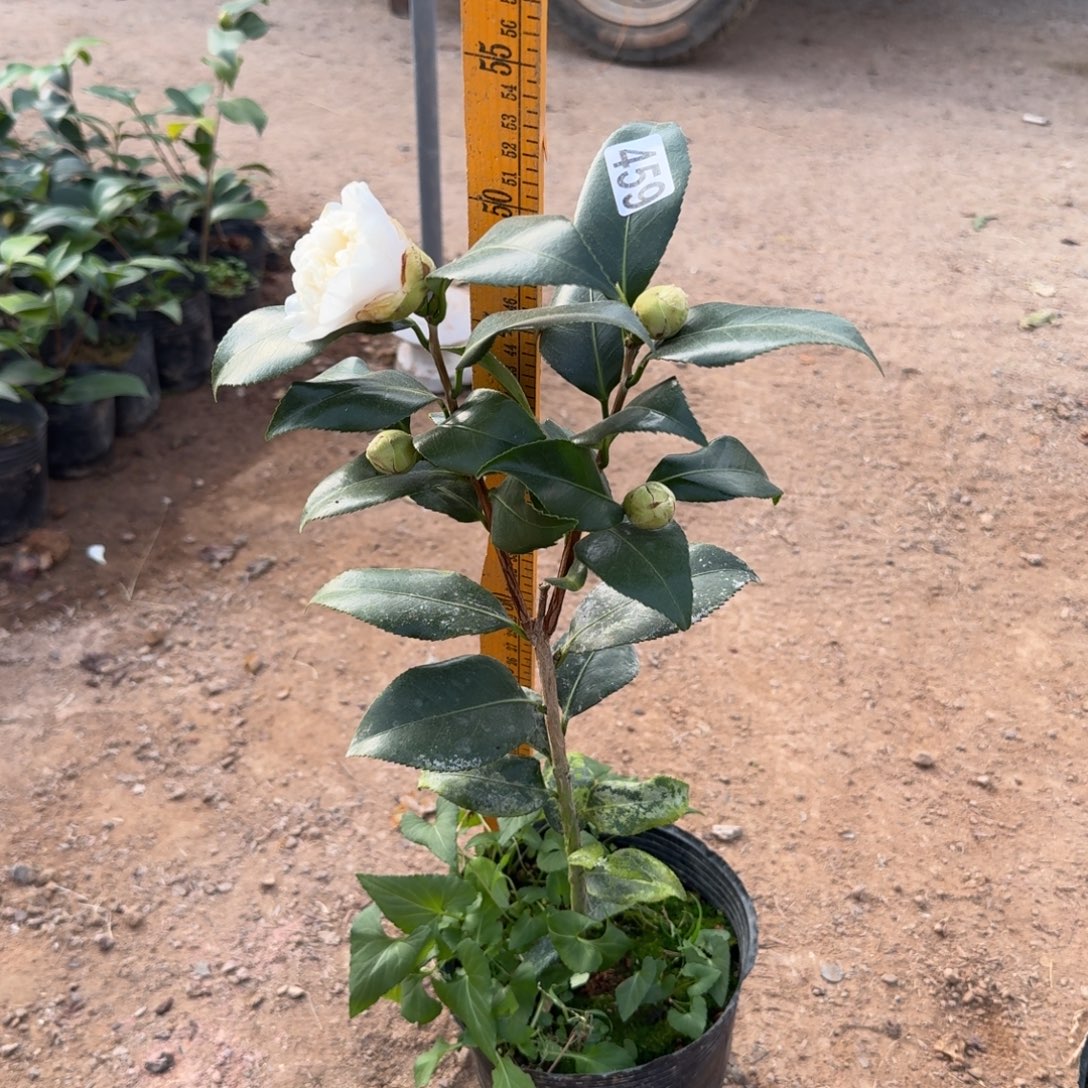 少量花朵（建议范围：2朵-5朵 或40%以下）459黄绣球