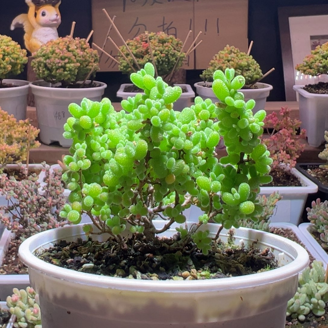 552金桔一物一拍包开箱