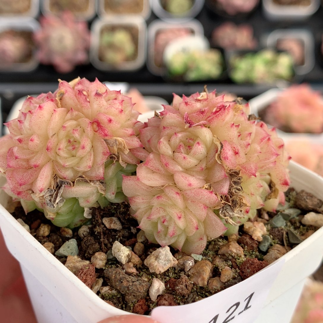 E121两群，20包邮两天凑单偏远不发货