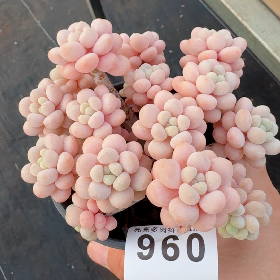 洛可可老桩         精品多肉