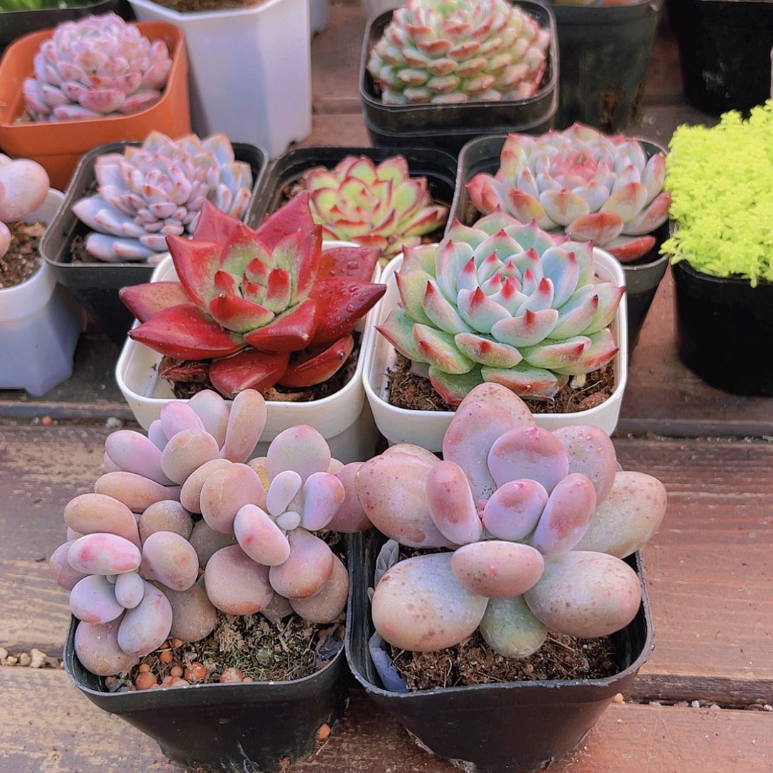 罗卡➕吉娃娃➕桃蛋➕桃美人