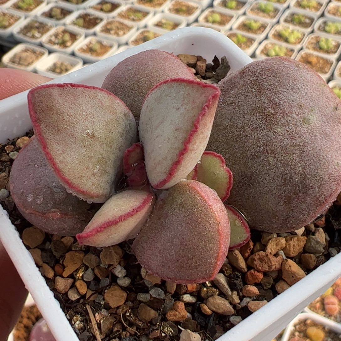 841多肉植物百科