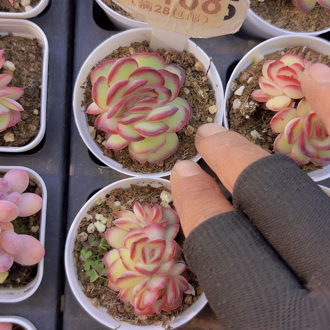 A188肉酱玫瑰一物一拍