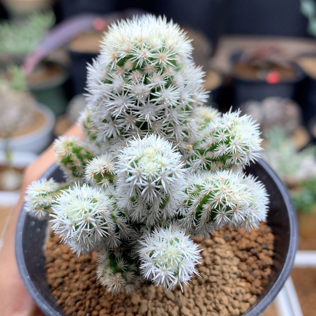 强刺明日香姬脱土群生