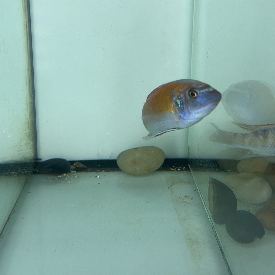 喜***子海水两条鱼套餐专拍