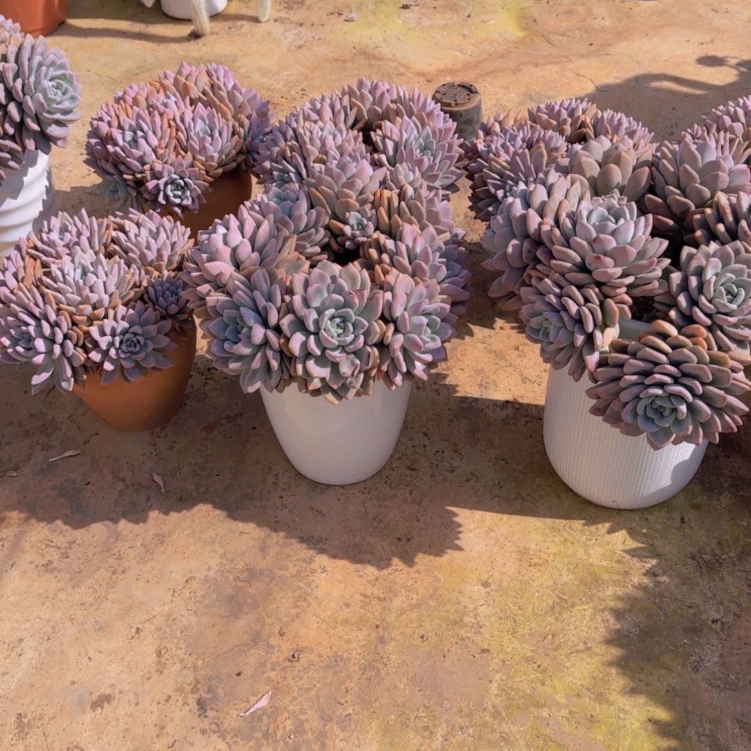 知***乐O普利纳多肉植物10颗发物流物流