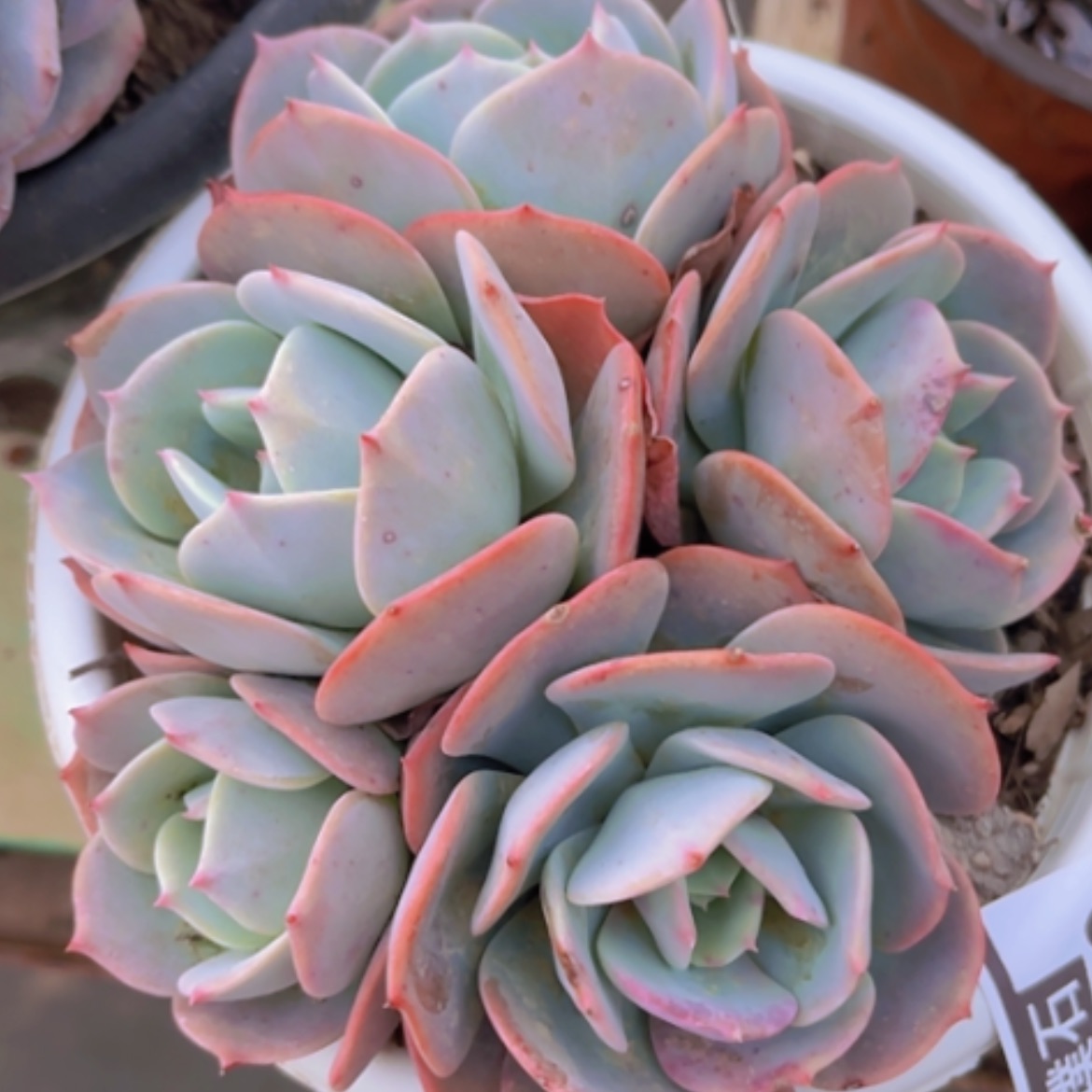 【闪购商品】蓝粉台阁17249