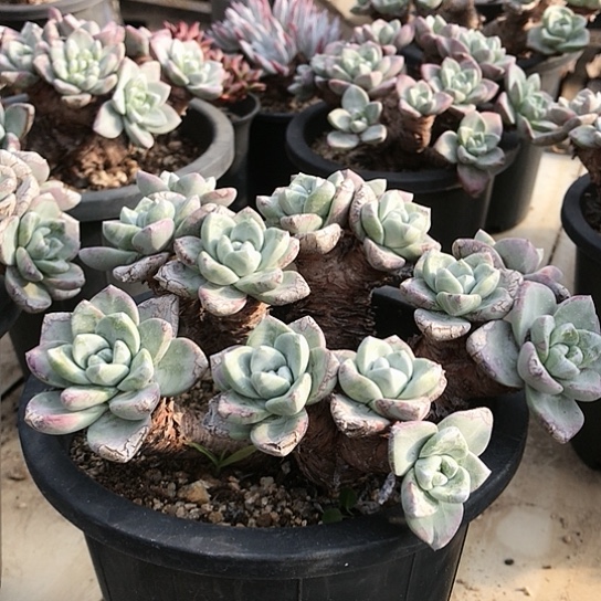 厚叶大花朵仙女棒