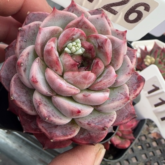 126天鹅绒一物一拍多肉