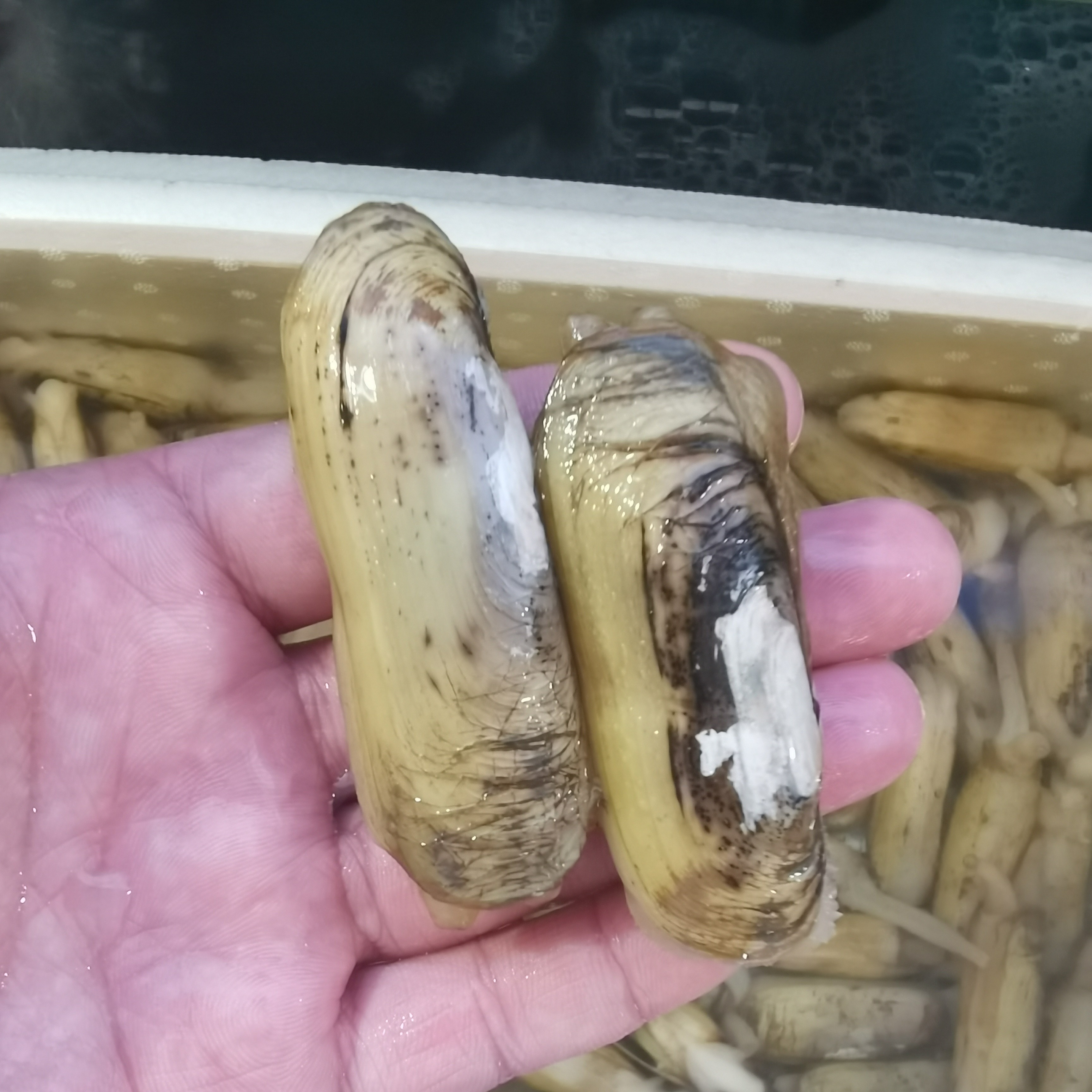 【鲜活】蛏子约500g