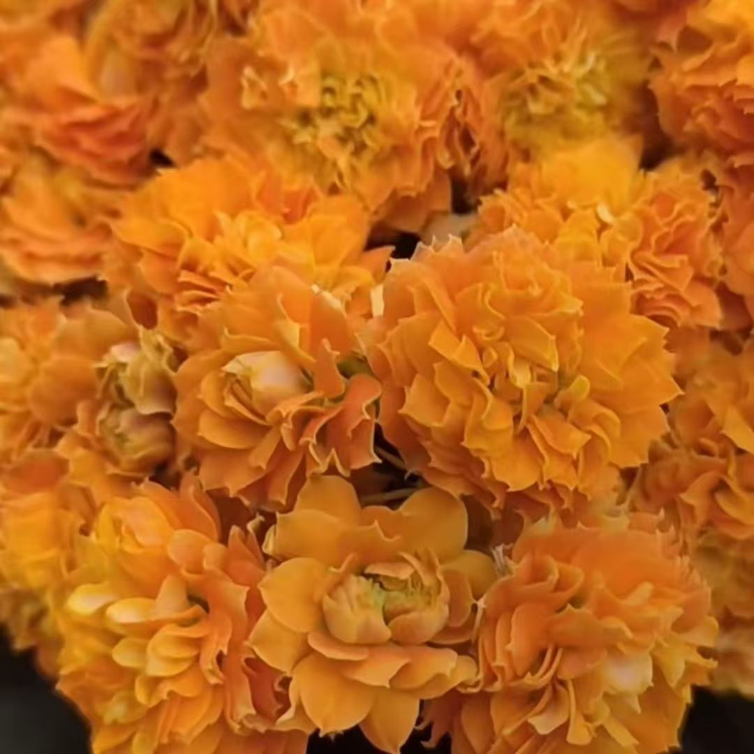 橙色超大花金步摇110盆长寿花花苞发货