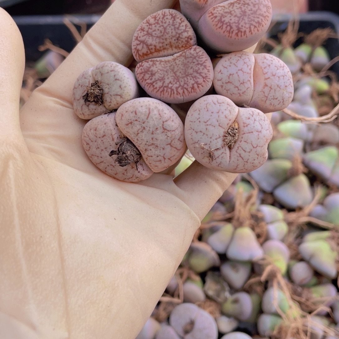 3颗双头曲玉88888888888