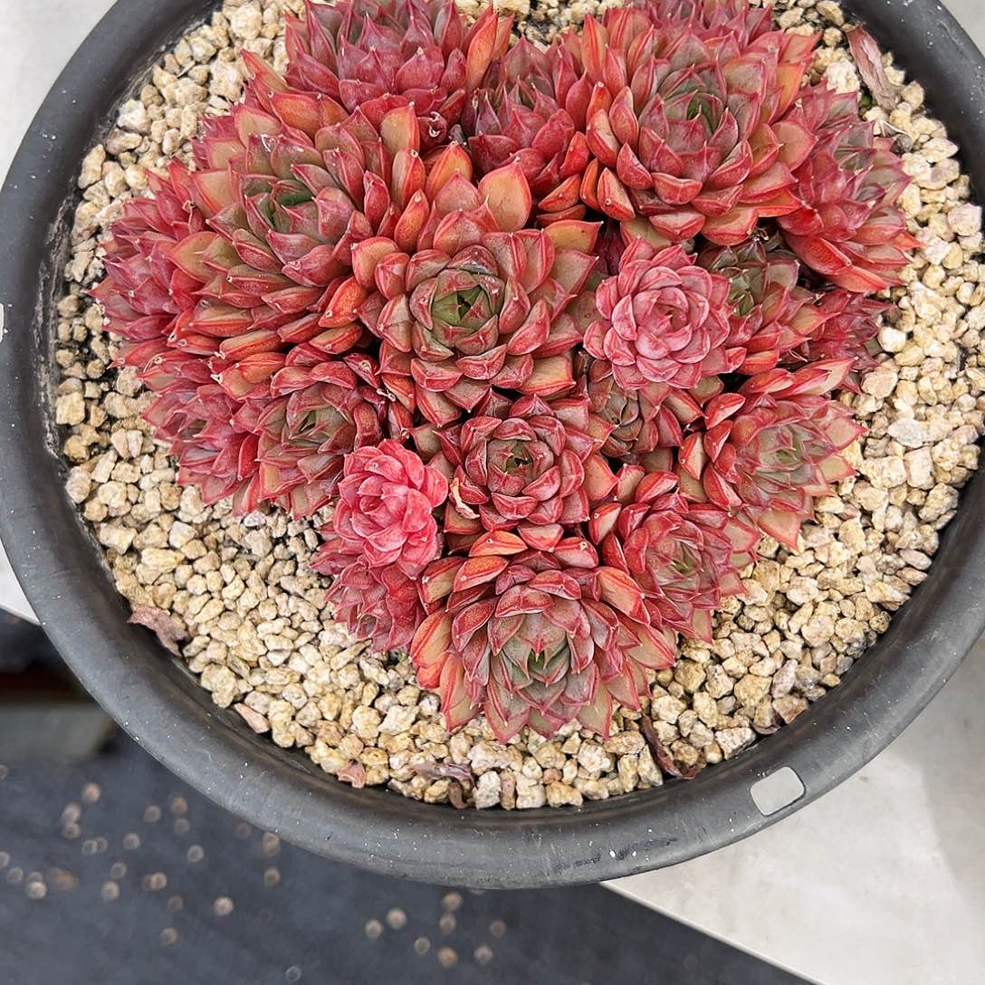 玫瑰夫人111111111111