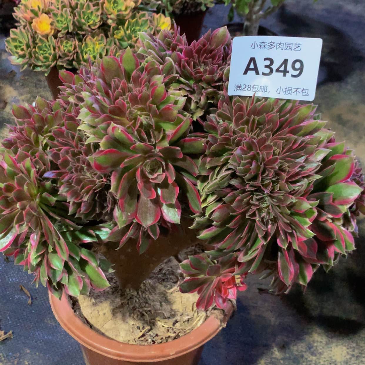 【闪购商品】349女神多肉