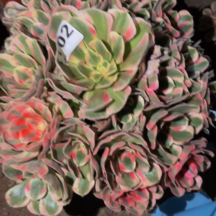 102青苹果多肉植物不售后