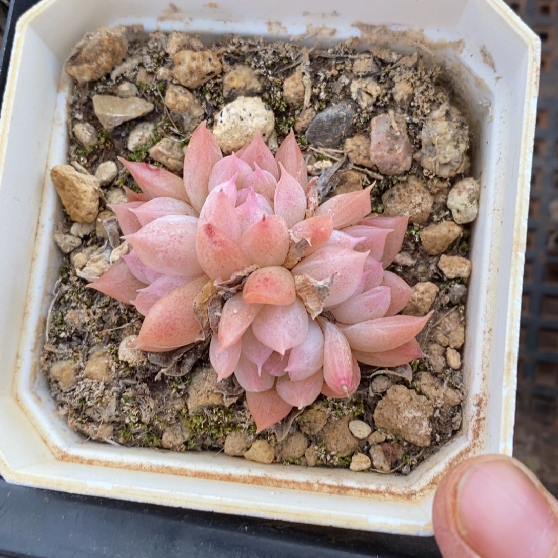 精品多肉一物一拍不包整51